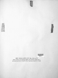 Calicium tigillare image